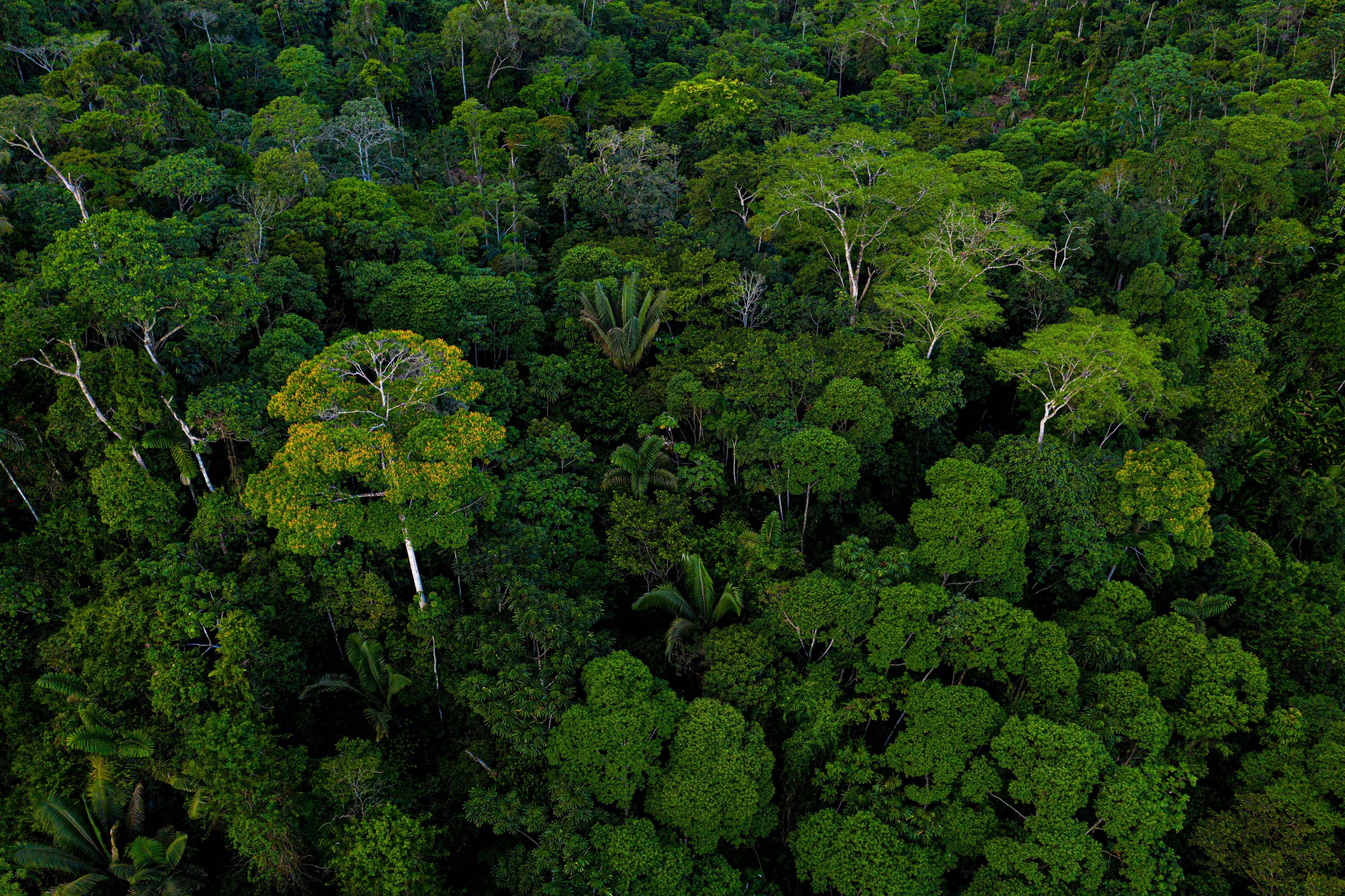 Amazon Rainforest