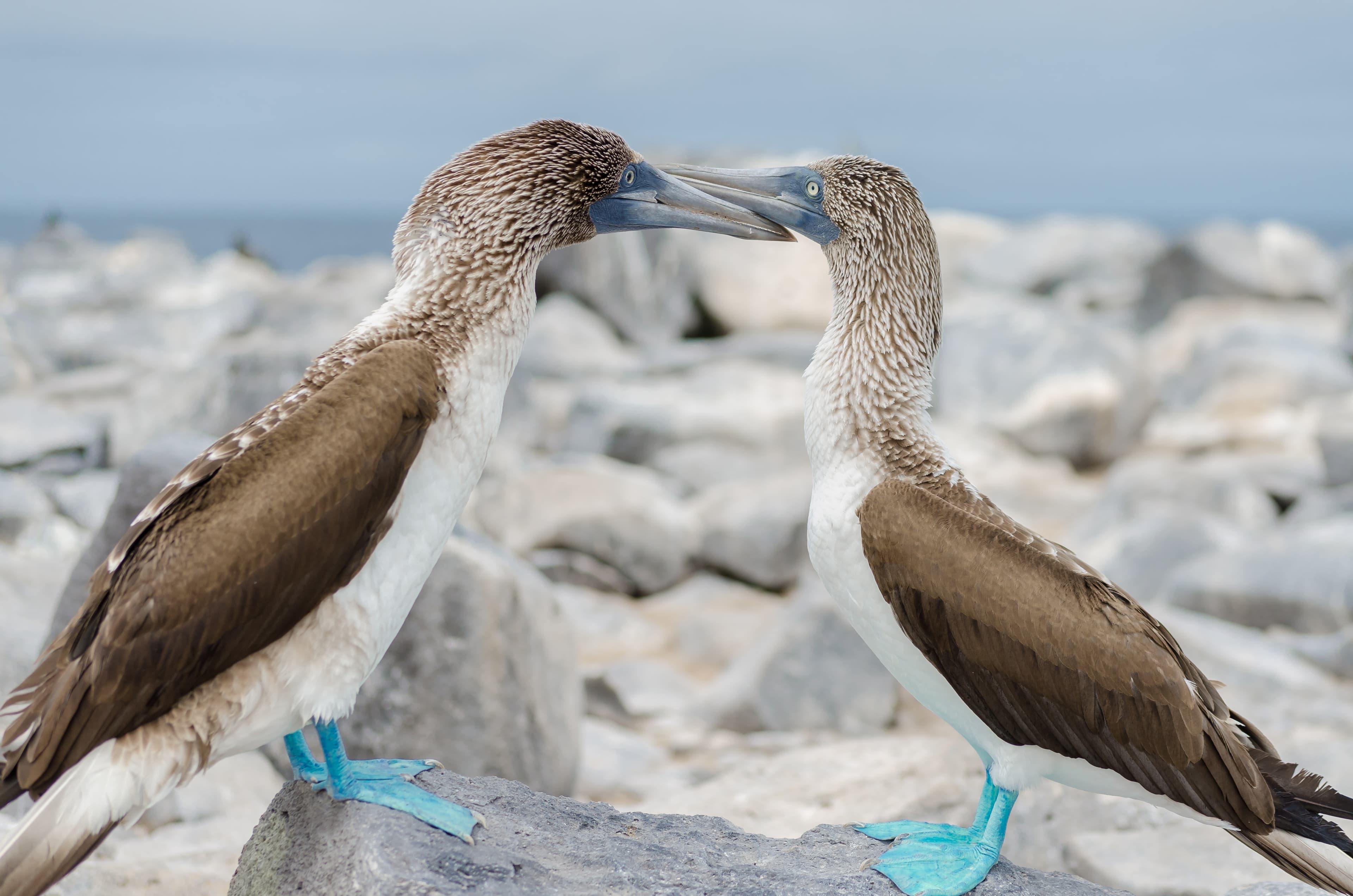 Galapagos Islands, Ecuador