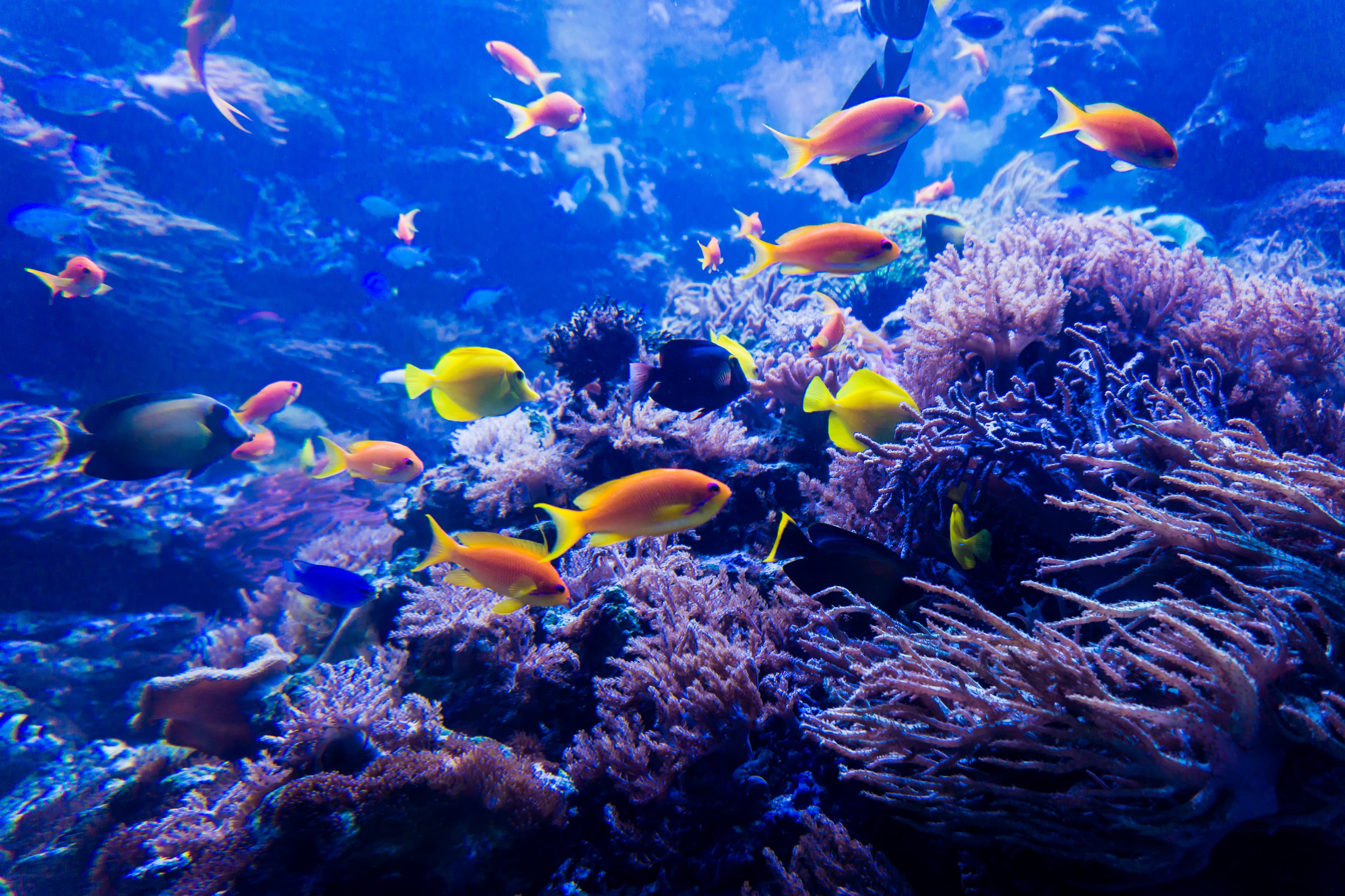 Great Barrier Reef, Australia