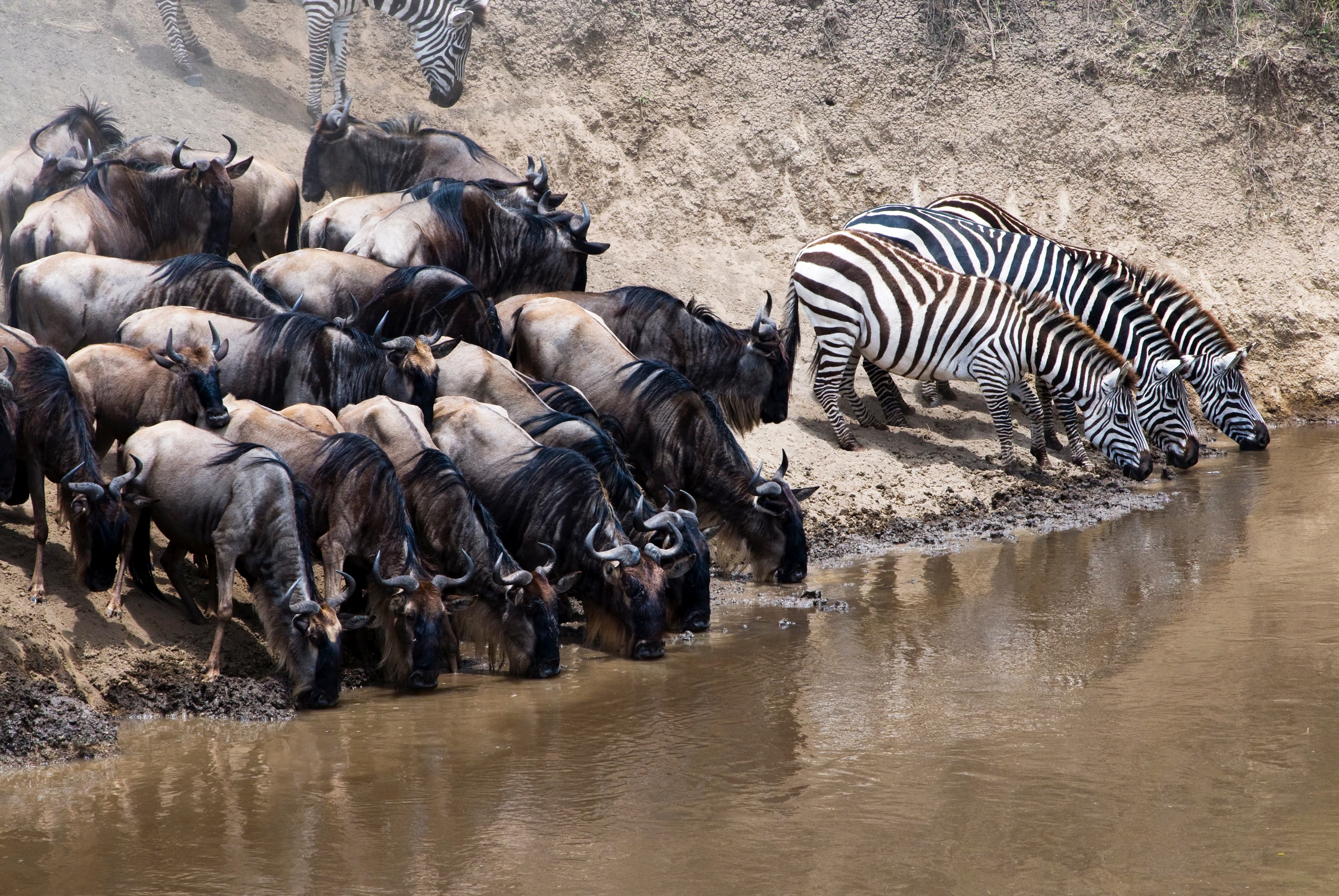 Maasai Mara, Kenya