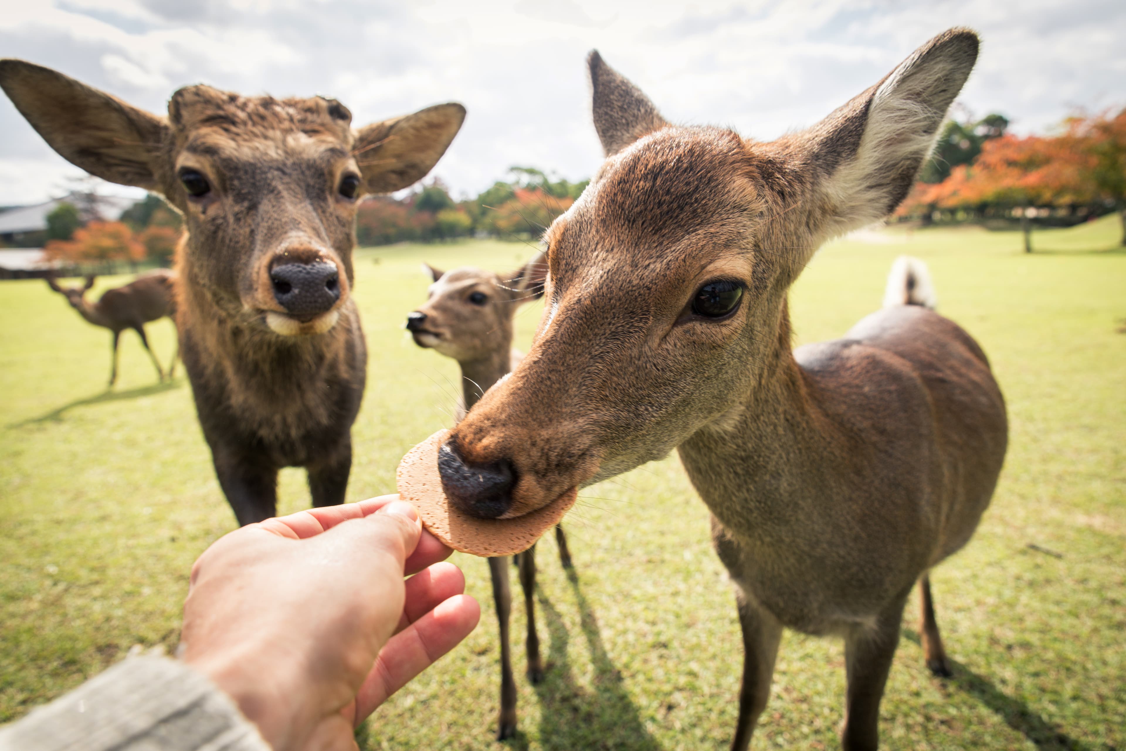 Nara Deer Park