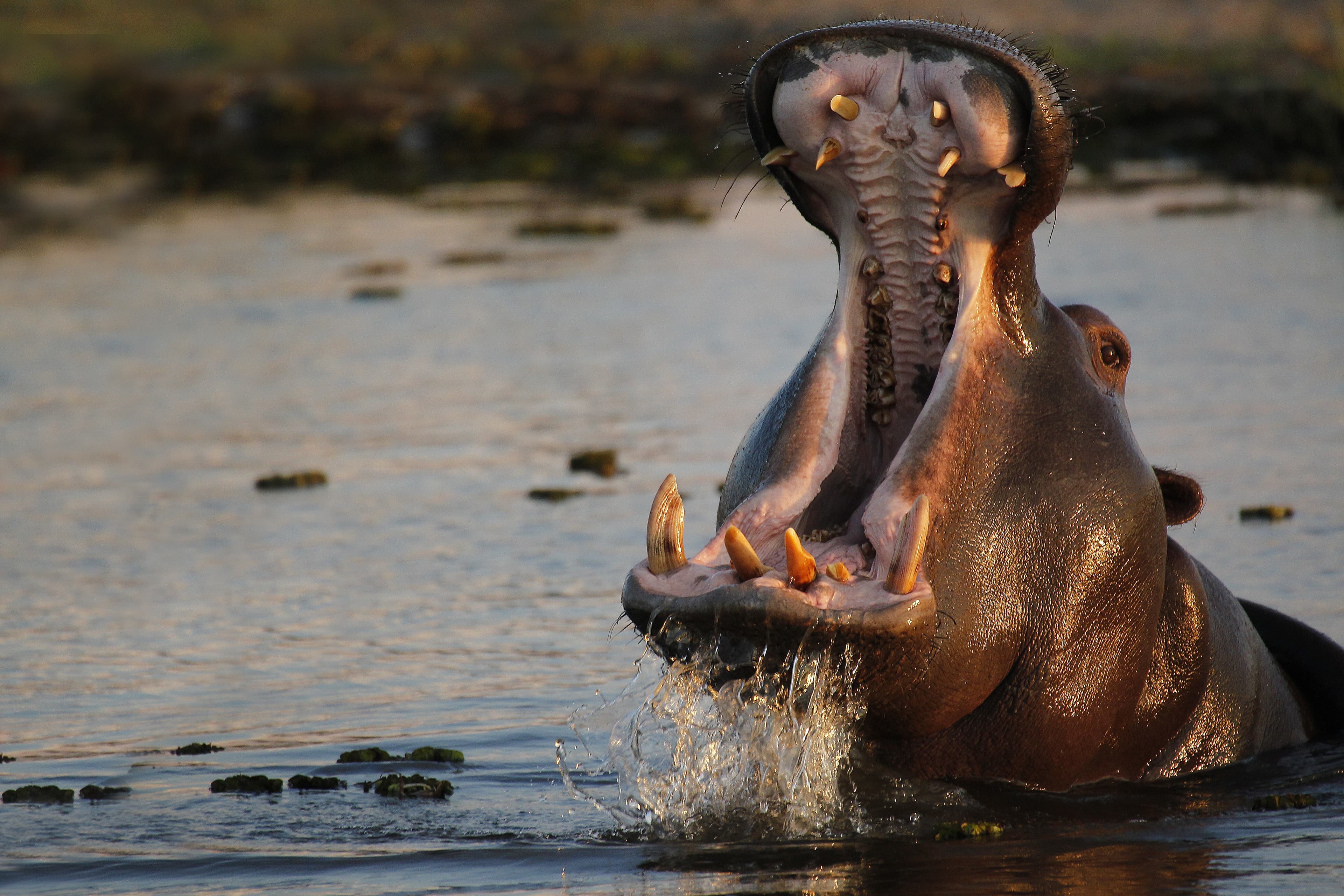 Okavango Delta, Botswana