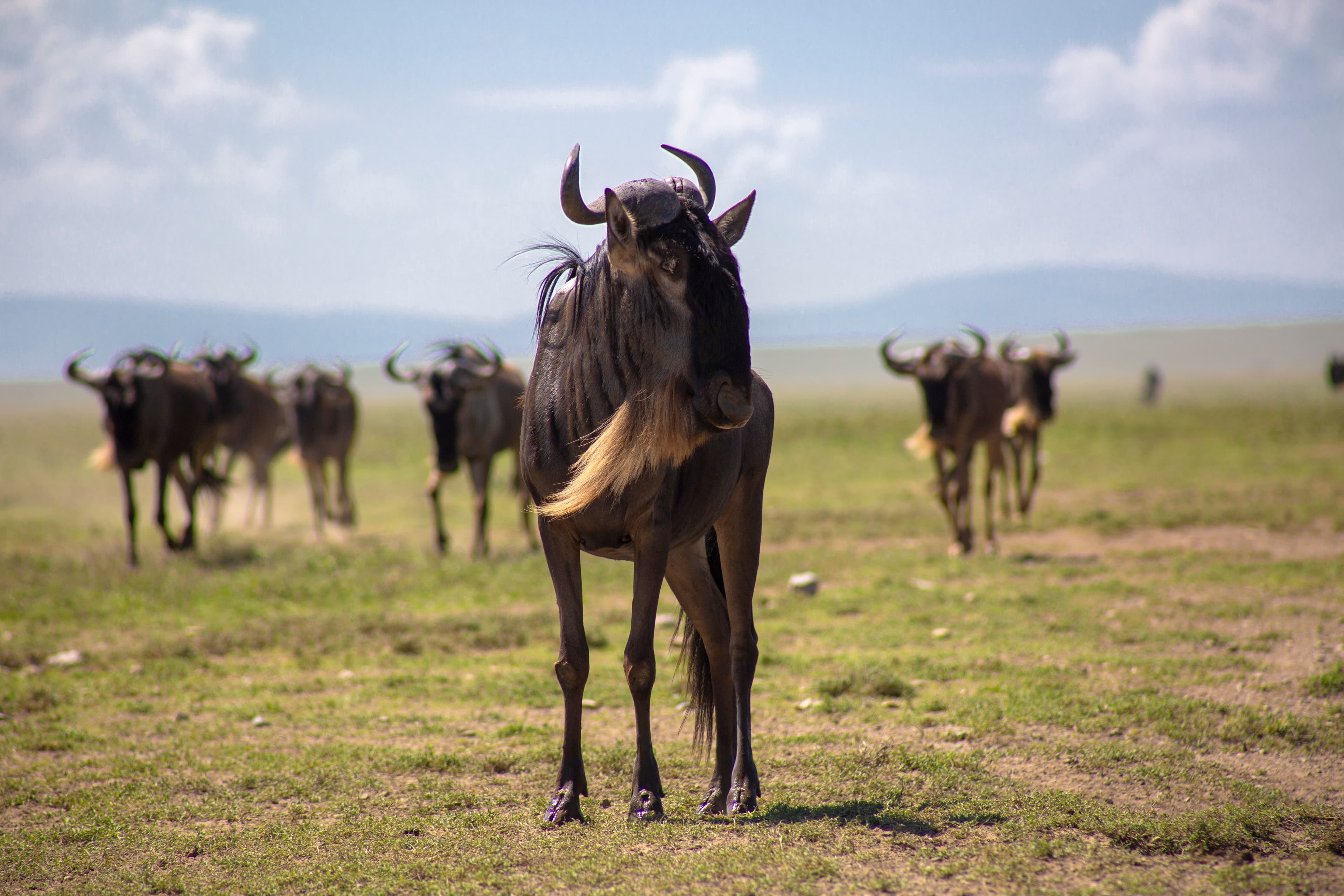 Serengeti National Park, Tanzania