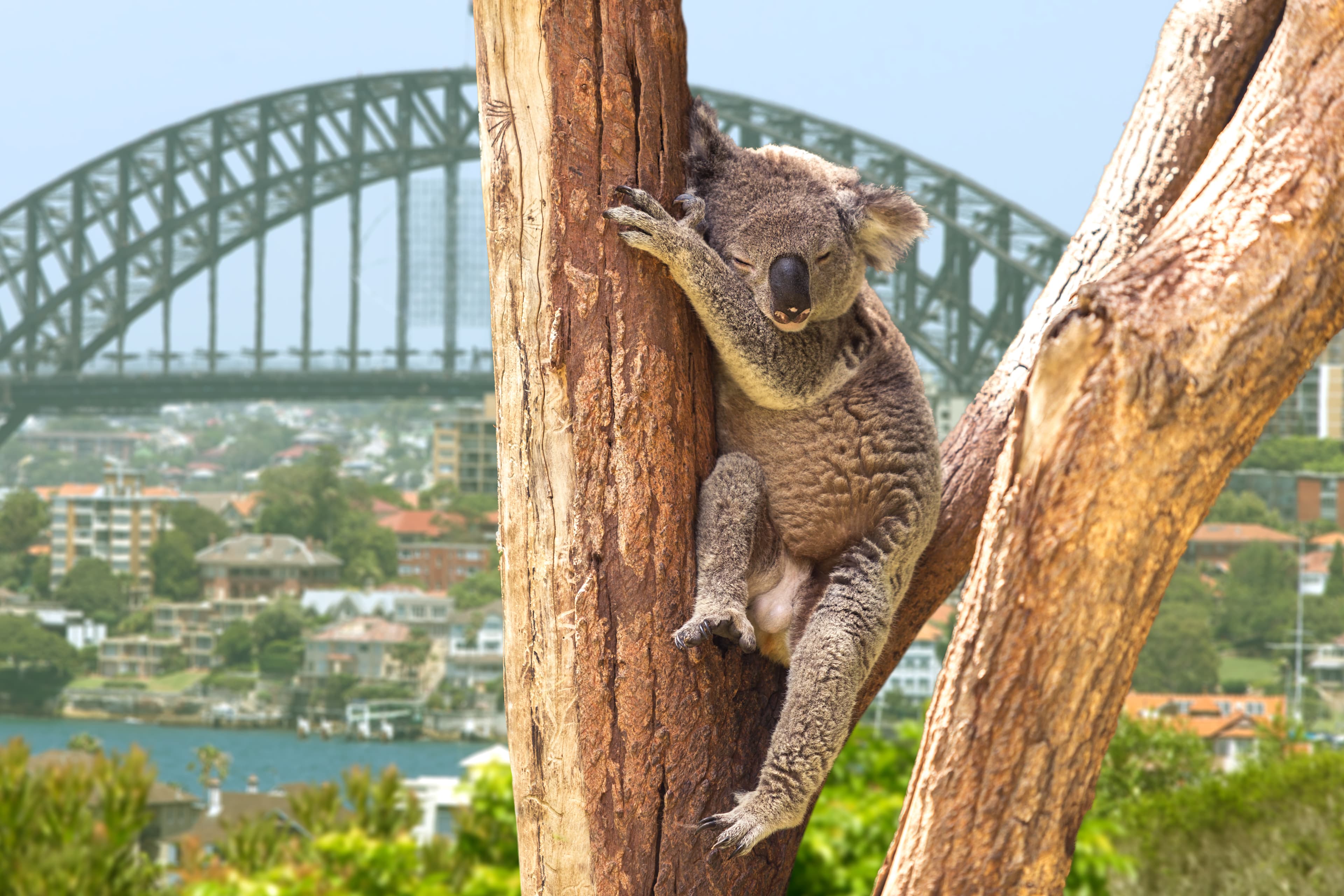 Australia and New Zealand