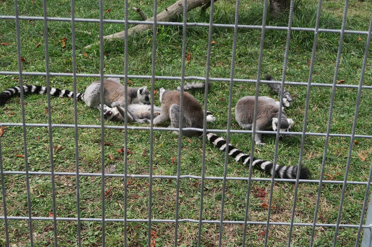 Sibiu Zoological Garden