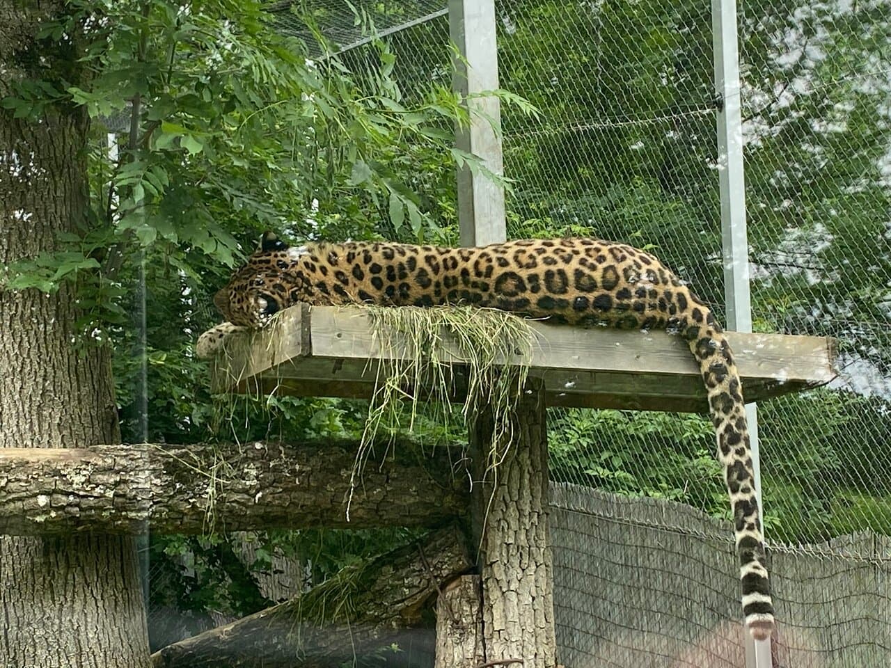 Sibiu Zoological Garden - Image 4