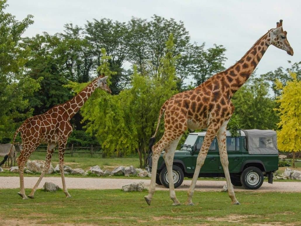 Parco Natura Viva - Image 3