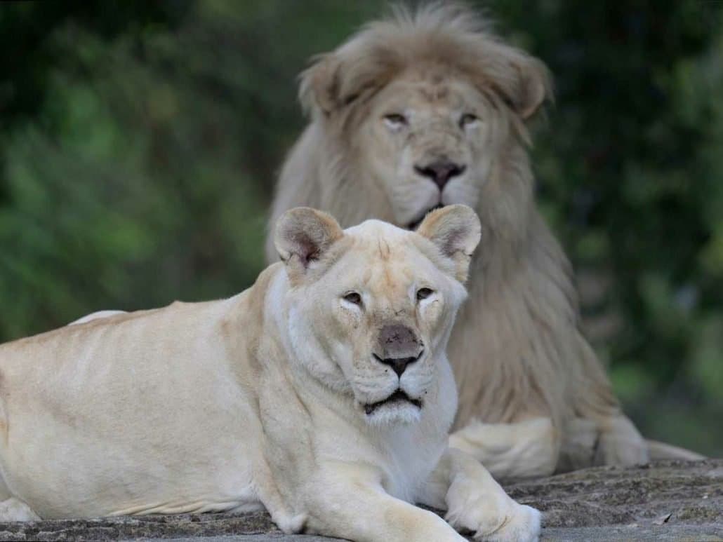 Parco Natura Viva - Image 6