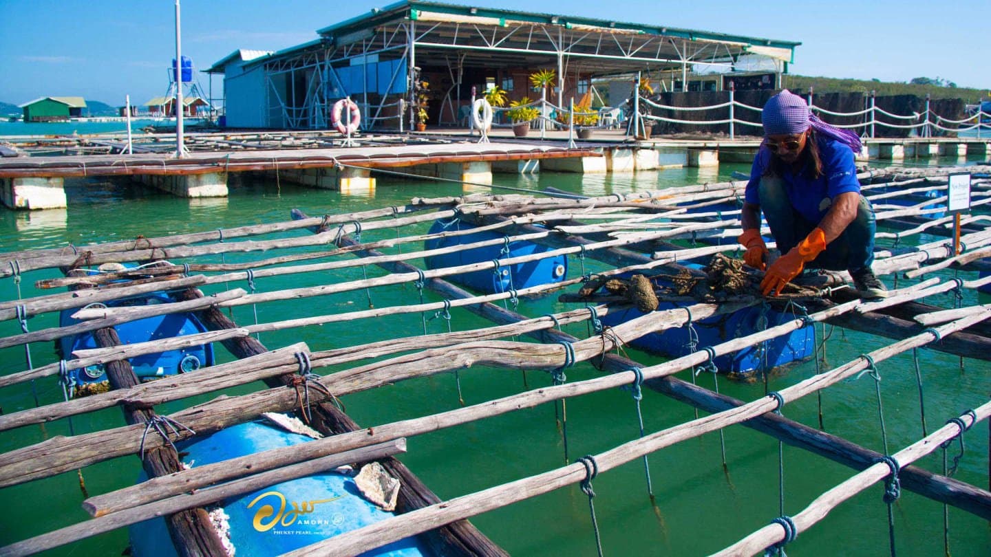 Phuket Pearl Farm - Image 3