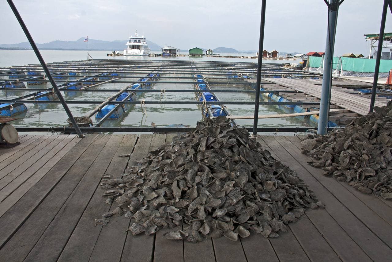 Phuket Pearl Farm - Image 5