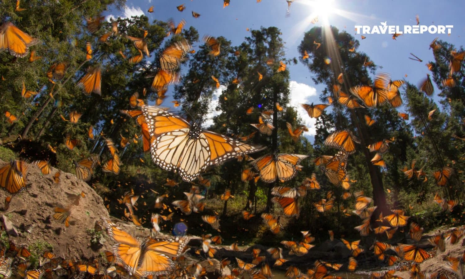 Santuario de la Mariposa Monarca