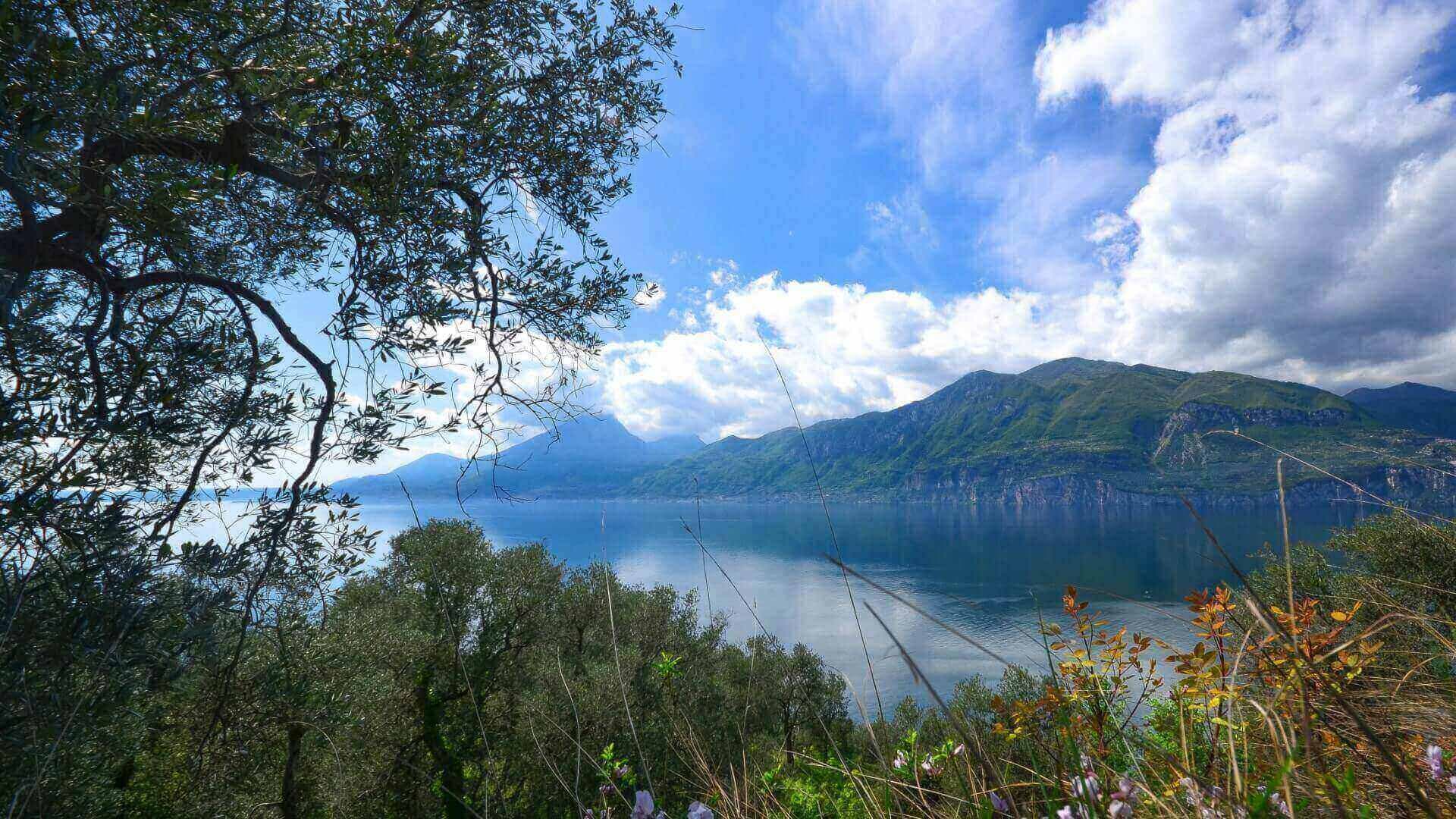 Bardolino Olive Oil Museum - Image 3