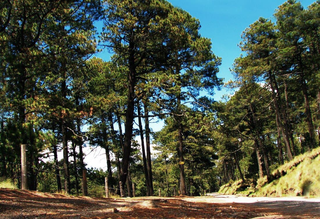 Parque El Encino