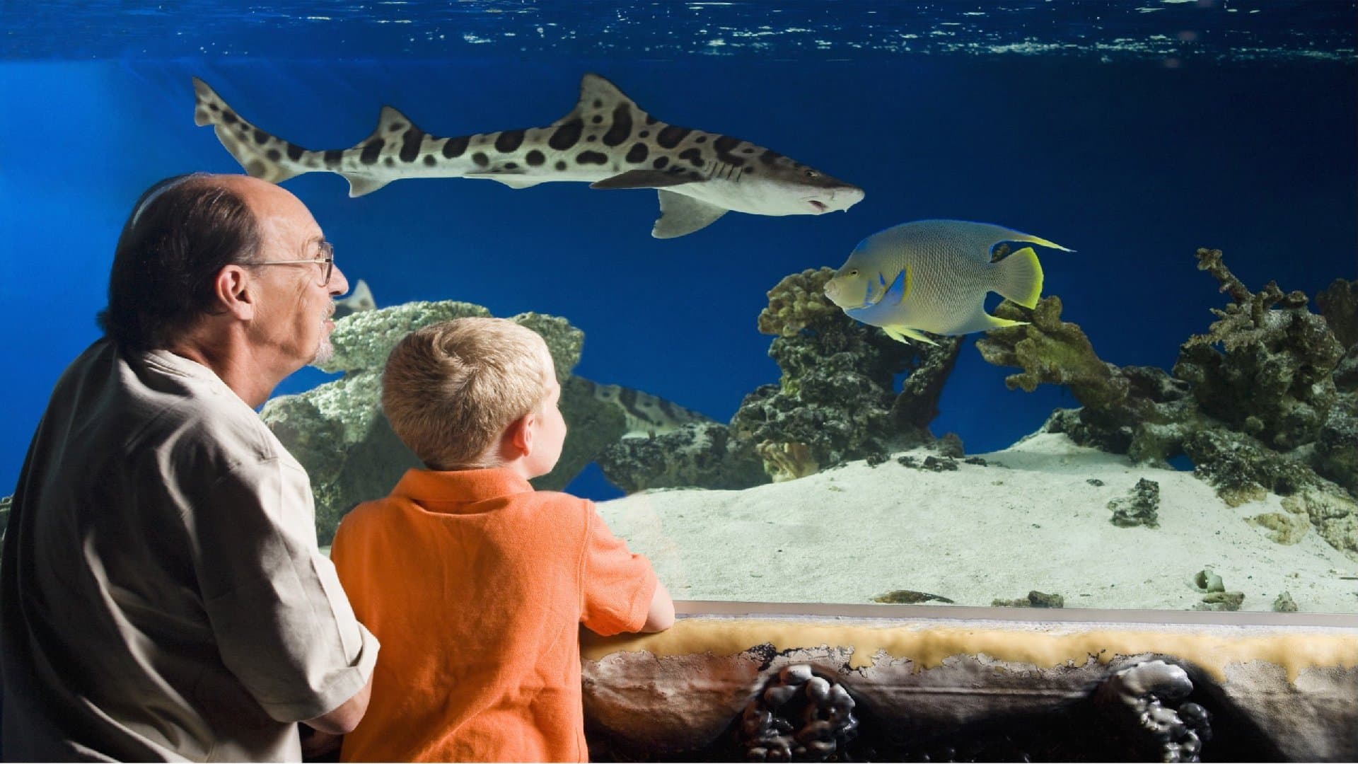 Austin Aquarium - Image 2
