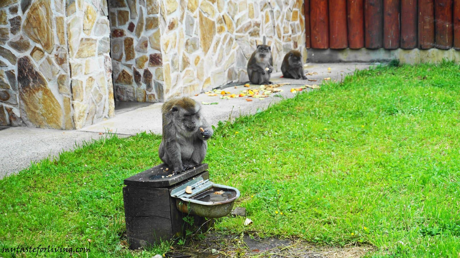 Sibiu Zoological Garden - Image 2