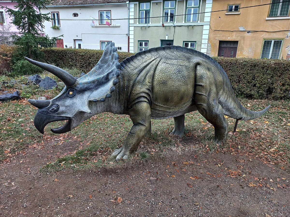 Sibiu Natural History Museum - Image 4